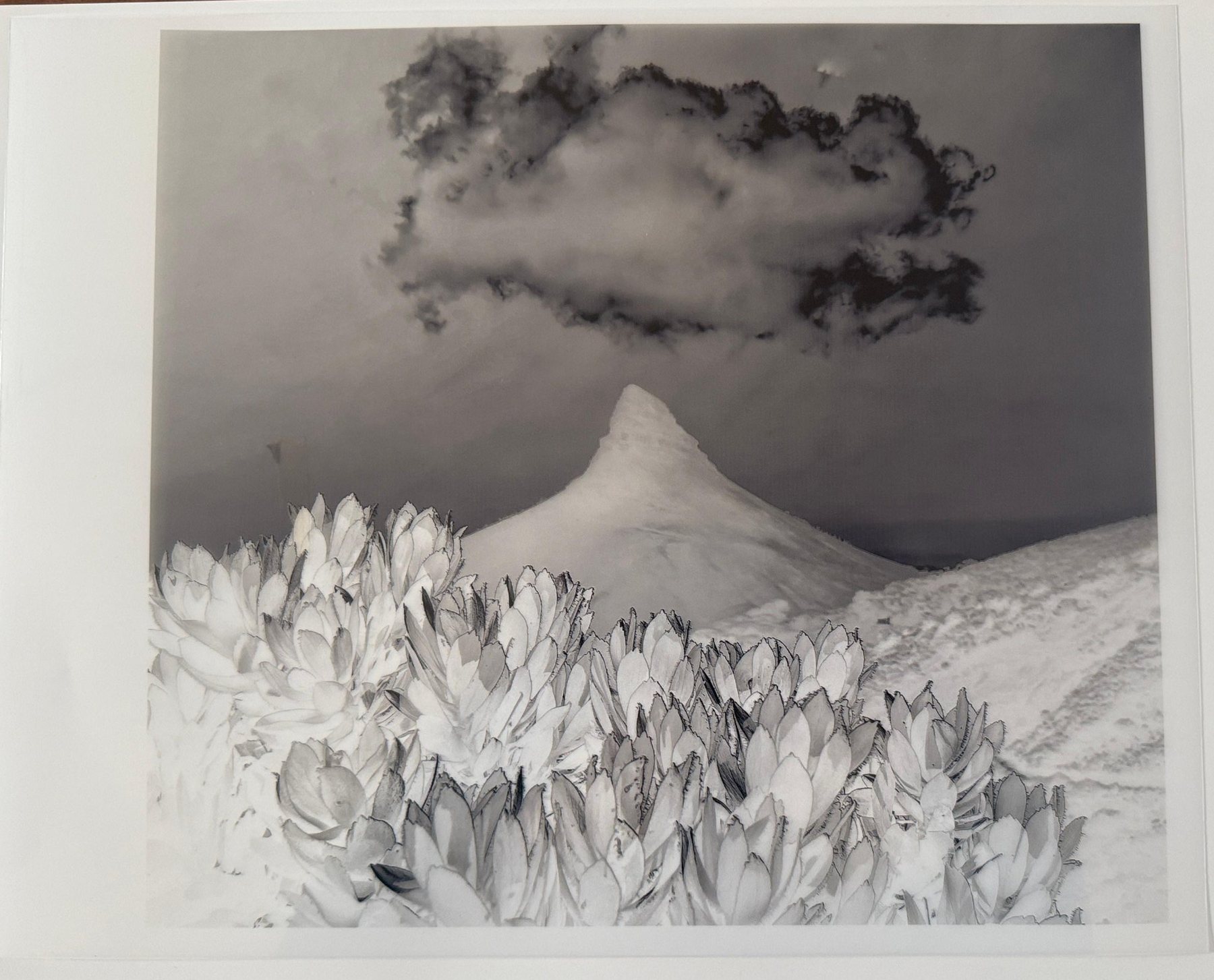 A digital negative on a clear sheet: the tones are reversed, with a dark cloud above a pale mountain and pale leaves